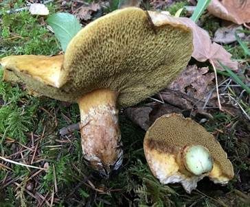 Blauender Schmierröhrling, Foto 2