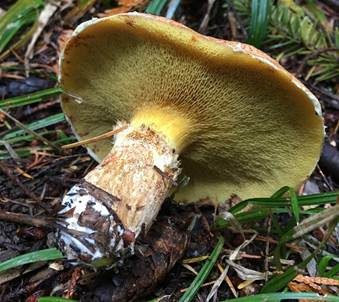 Blauender Schmierröhrling, Foto 3