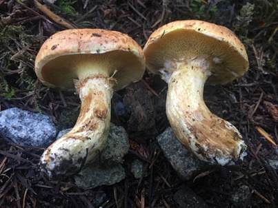 Blauender Schmierröhrling, Foto 5
