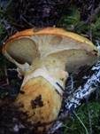 Blauender Schmierröhrling, Foto 8
