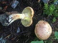Blauender Schmierröhrling, Foto 9