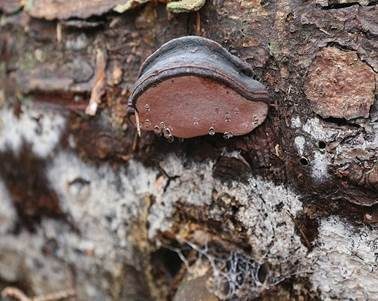 Rosenroter Baumschwamm, Foto 2