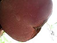Rosenroter Baumschwamm, Foto 12