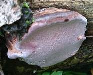 Rosenroter Baumschwamm, Foto 13