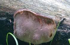 Rosenroter Baumschwamm, Foto 14