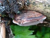 Rosenroter Baumschwamm, Foto 15