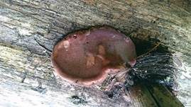 Rosenroter Baumschwamm, Foto 16