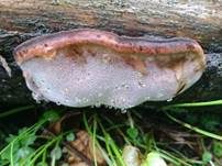 Rosenroter Baumschwamm, Foto 17