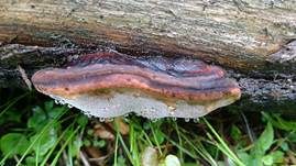 Rosenroter Baumschwamm, Foto 6