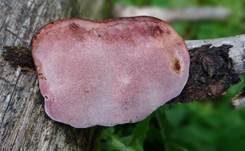 Rosenroter Baumschwamm, Foto 7
