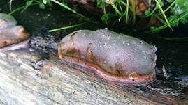 Rosenroter Baumschwamm, Foto 8