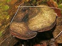 Rosenroter Baumschwamm, Foto 9