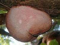 Rosenroter Baumschwamm, Foto 10