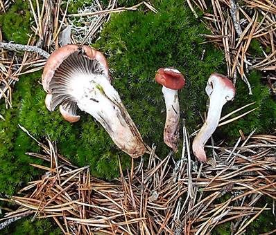 Rosenroter Gelbfuß, Foto 3