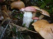 Rosenroter Gelbfuß, Foto 15