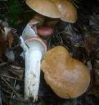 Rosenroter Gelbfuß, Foto 16