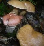 Rosenroter Gelbfuß, Foto 17