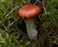 Rosenroter Gelbfuß, Foto 6