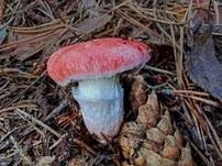 Rosenroter Gelbfuß, Foto 8