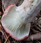 Rosenroter Gelbfuß, Foto 9
