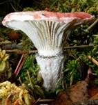 Rosenroter Gelbfuß, Foto 11