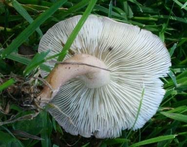 Rosenroter Schönkopf, Foto 3
