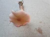 Rosenroter Schönkopf, Foto 14