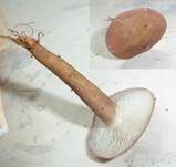 Rosenroter Schönkopf, Foto 17
