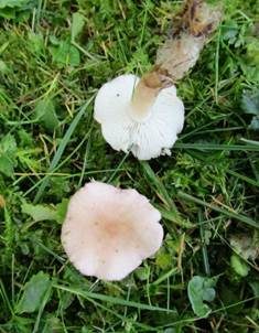 Rosenroter Schönkopf, Foto 4