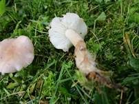 Rosenroter Schönkopf, Foto 7