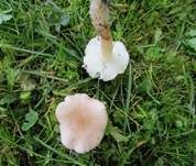 Rosenroter Schönkopf, Foto 8