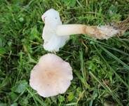 Rosenroter Schönkopf, Foto 9