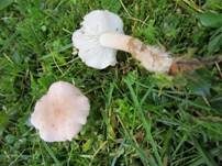 Rosenroter Schönkopf, Foto 10