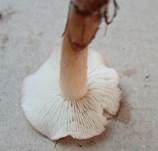 Rosenroter Schönkopf, Foto 11