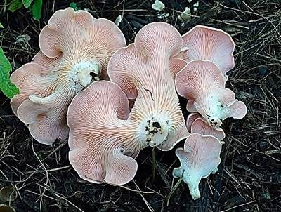 Rosenroter Seitling, Foto 3