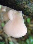 Rosenroter Seitling, Foto 13