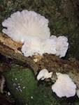 Rosenroter Seitling, Foto 14