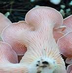 Rosenroter Seitling, Foto 7