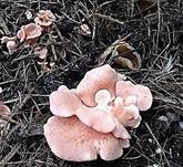Rosenroter Seitling, Foto 8