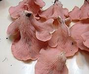 Rosenroter Seitling, Foto 9