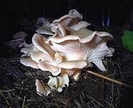 Rosenroter Seitling, Foto 10