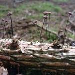 Rosshaarschwindling, Foto 14