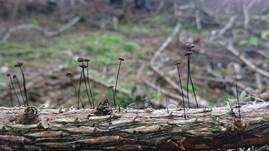 Rosshaarschwindling, Foto 15