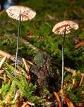 Rosshaarschwindling, Foto 18