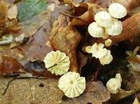 Rosshaarschwindling, Foto 21