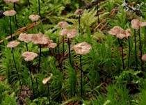 Rosshaarschwindling, Foto 6
