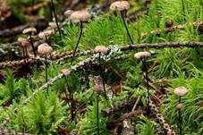 Rosshaarschwindling, Foto 8