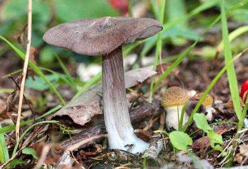 Blauer Glöckling, Foto 2