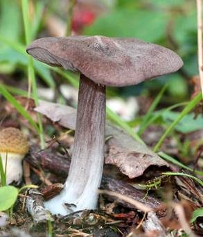 Blauer Glöckling, Foto 5