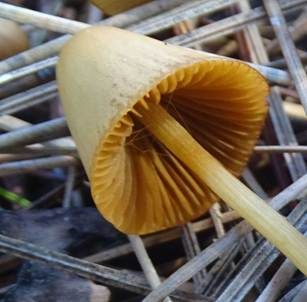 Rossweiden Samthäubchen, Foto 3